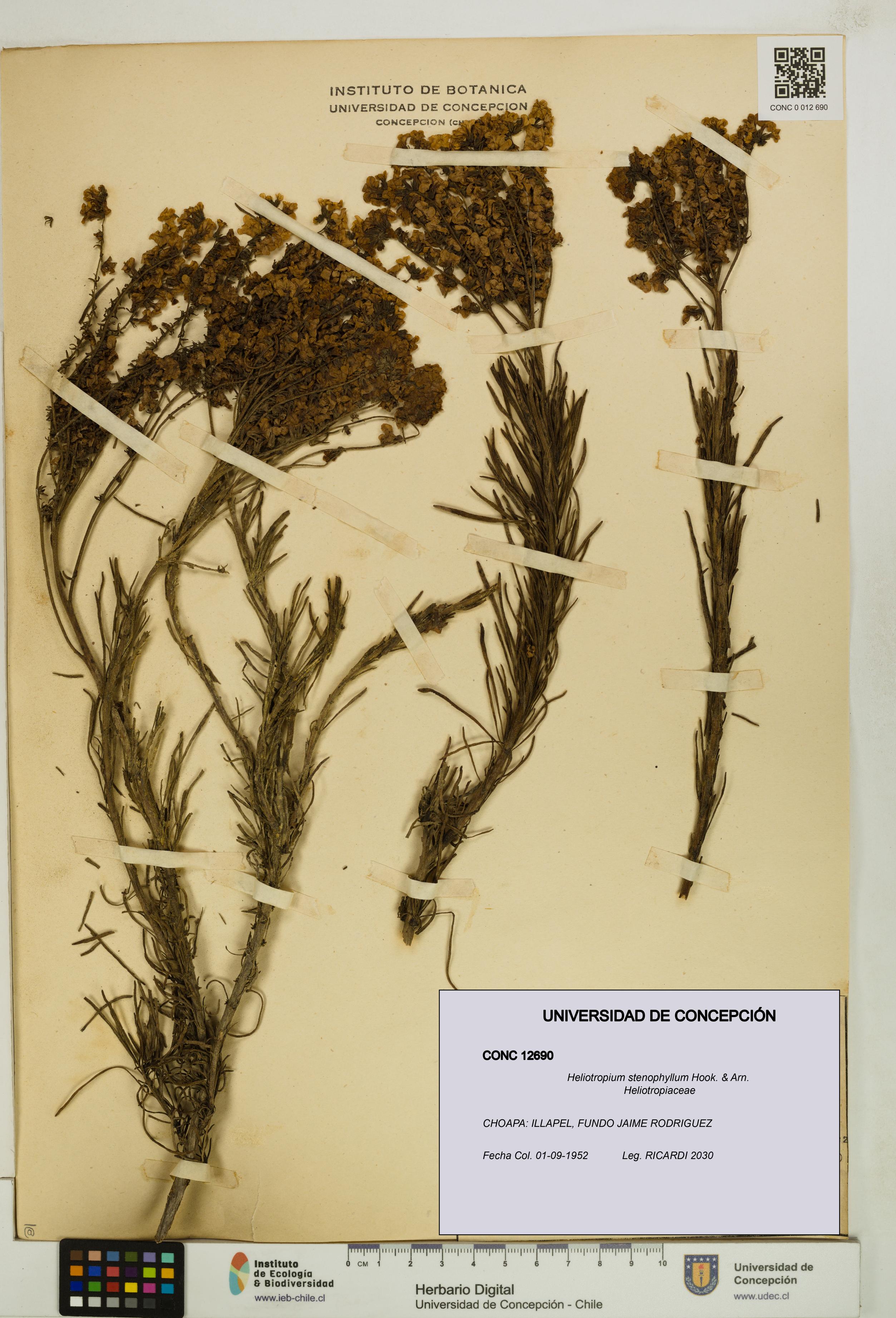 Heliotropium stenophyllum [Espécimen: UDEC:CONC:0012690]