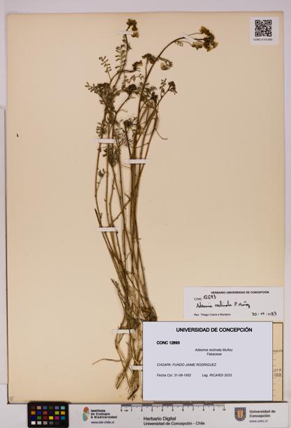 Adesmia reclinata [Espécimen: UDEC:CONC:0012693]