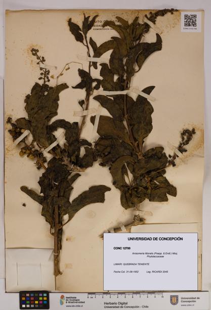 Anisomeria littoralis [Espécimen: UDEC:CONC:0012700]