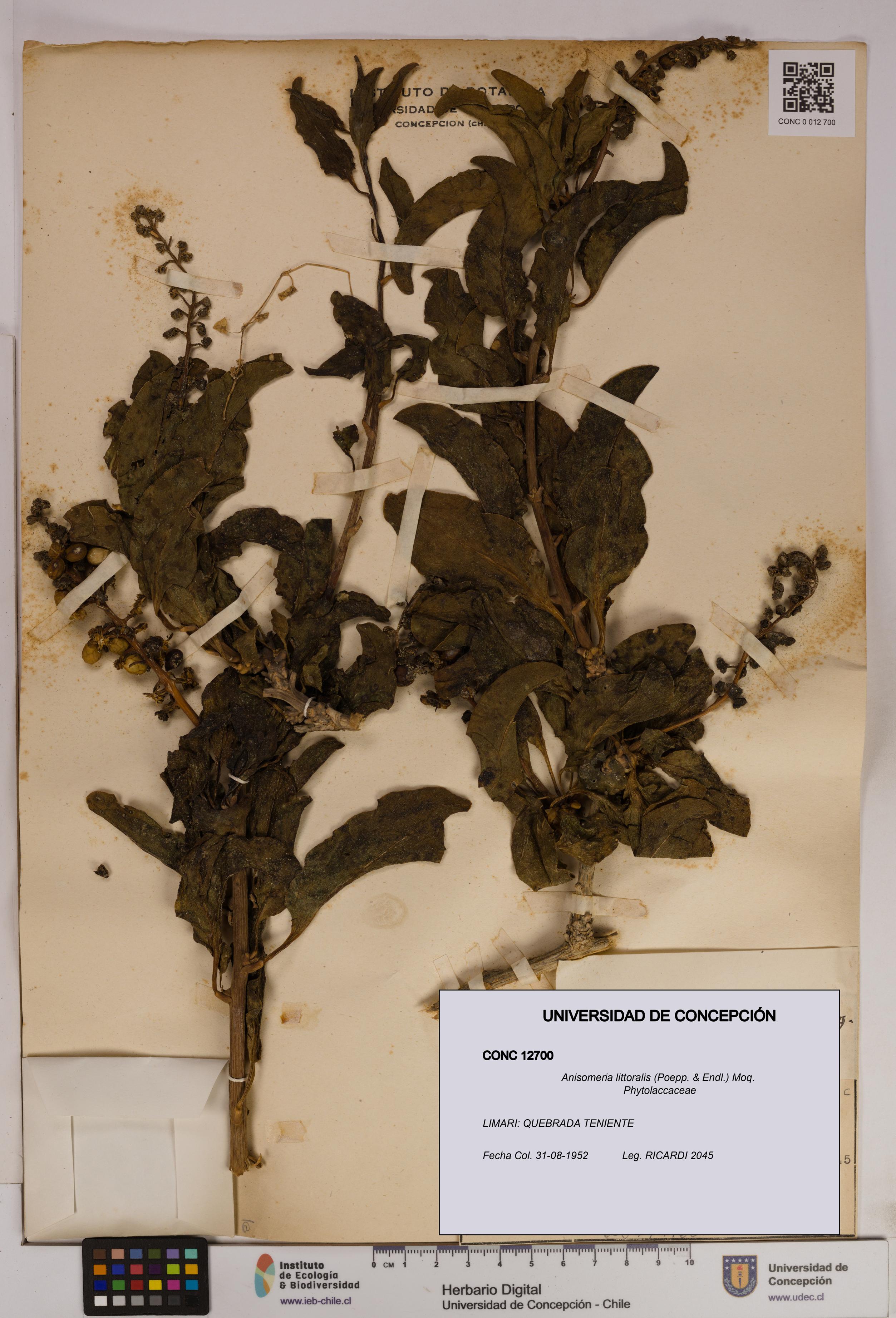 Anisomeria littoralis [Espécimen: UDEC:CONC:0012700]