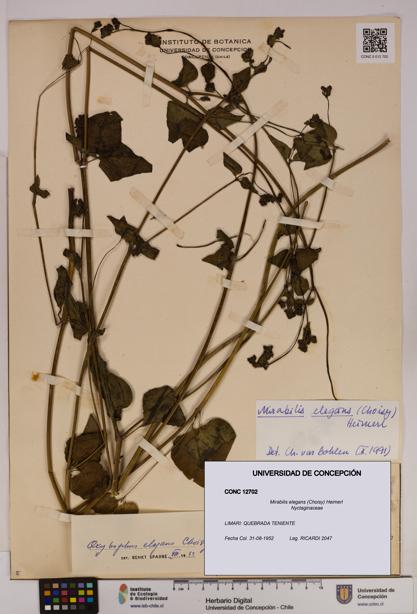 Mirabilis elegans [Espécimen: UDEC:CONC:0012702]
