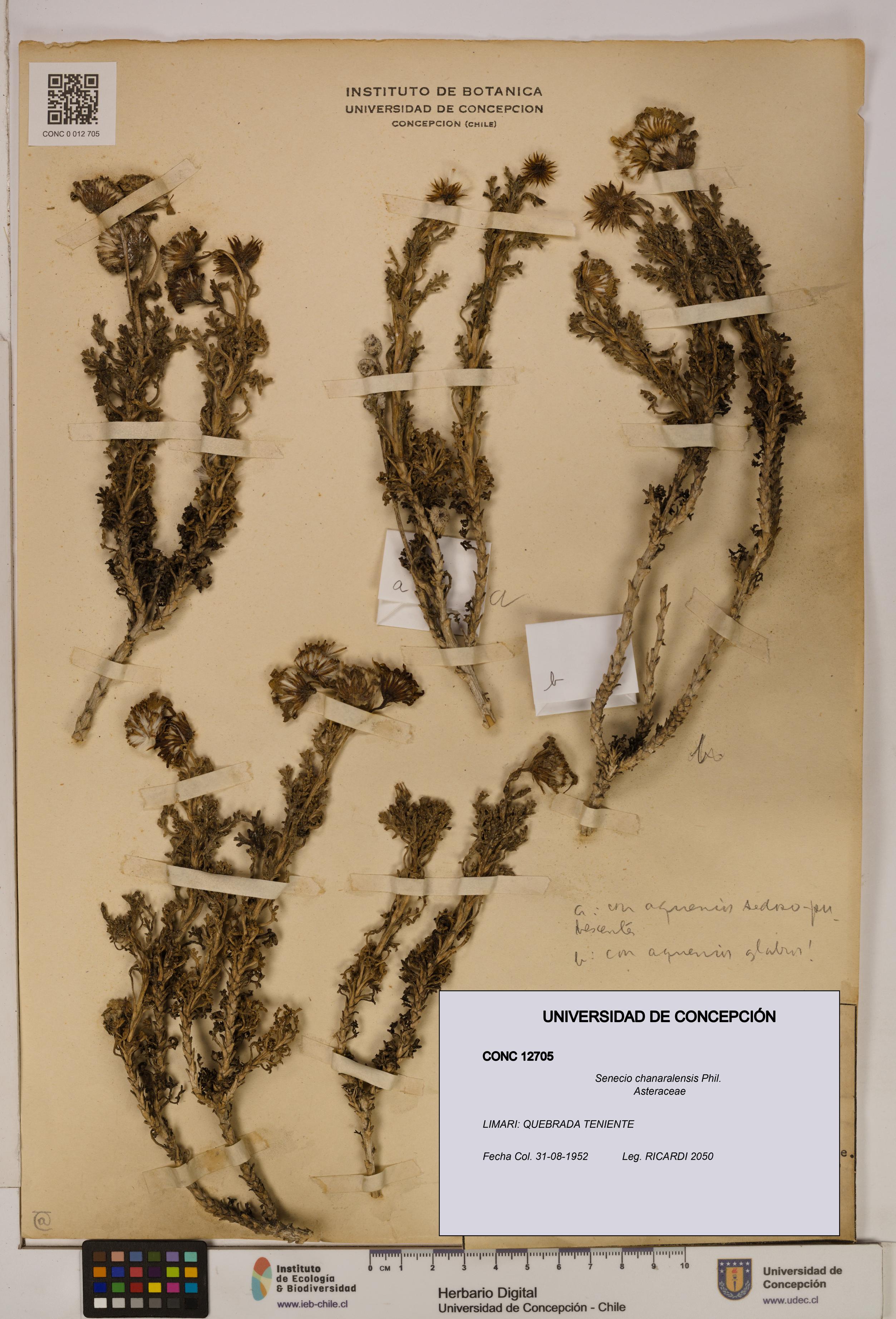 Senecio chanaralensis [Espécimen: UDEC:CONC:0012705]