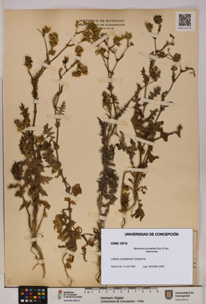 Moscharia pinnatifida [Espécimen: UDEC:CONC:0012713]