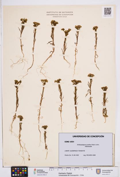Amblyopappus pusillus [Espécimen: ]