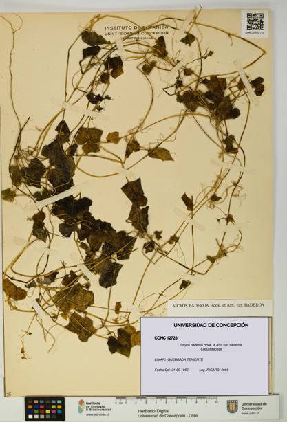 Sicyos baderoa var. baderoa [Espécimen: UDEC:CONC:0012723]