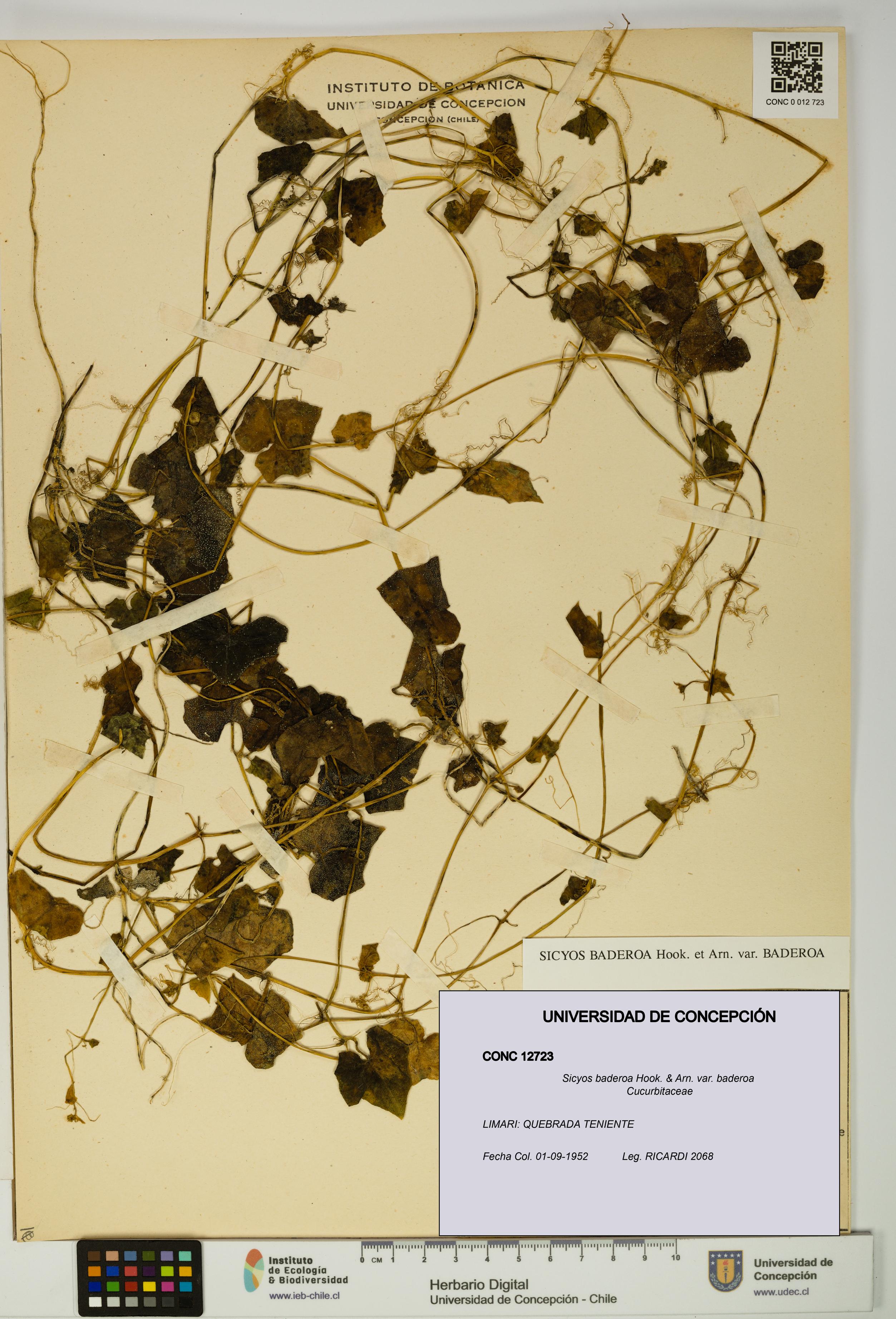 Sicyos baderoa var. baderoa [Espécimen: UDEC:CONC:0012723]