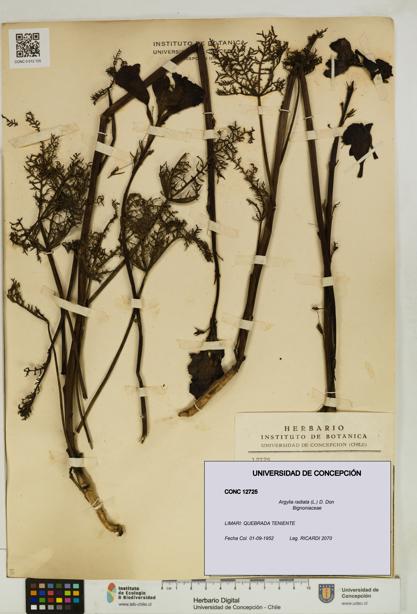 Argylia radiata [Espécimen: UDEC:CONC:0012725]