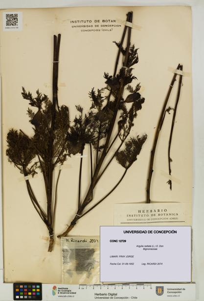 Argylia radiata [Espécimen: UDEC:CONC:0012729]