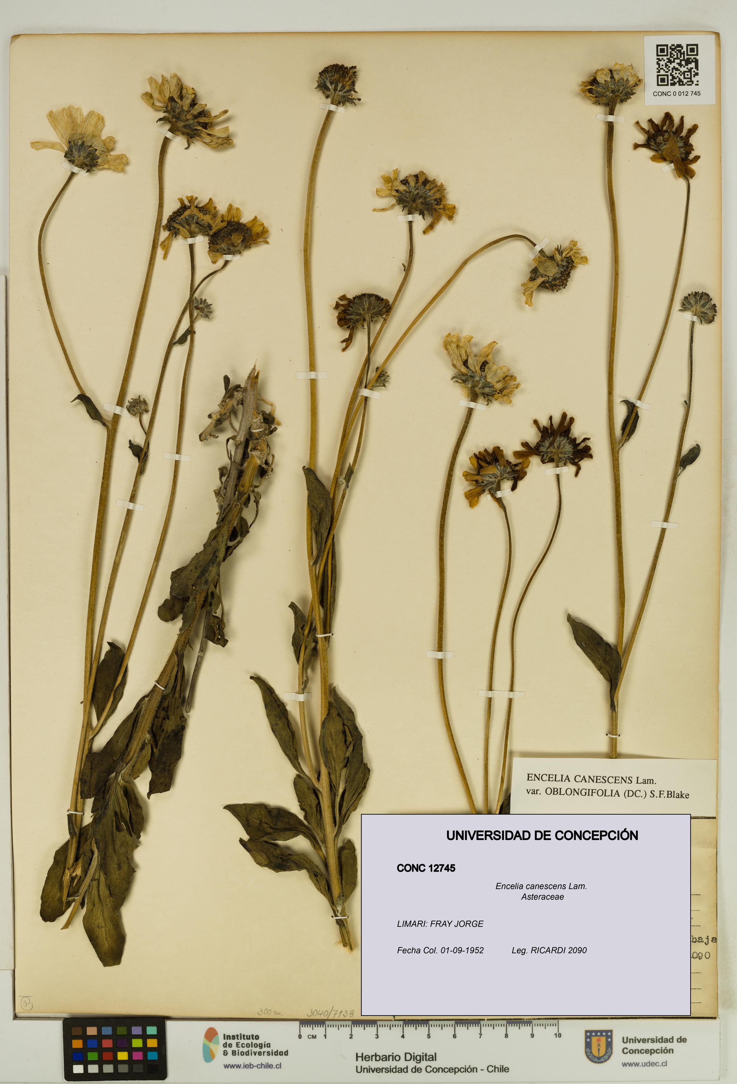 Encelia canescens [Espécimen: UDEC:CONC:0012745]