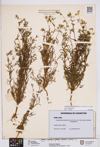 Cryptantha glomerata subsp. glomerata [Espécimen: ]