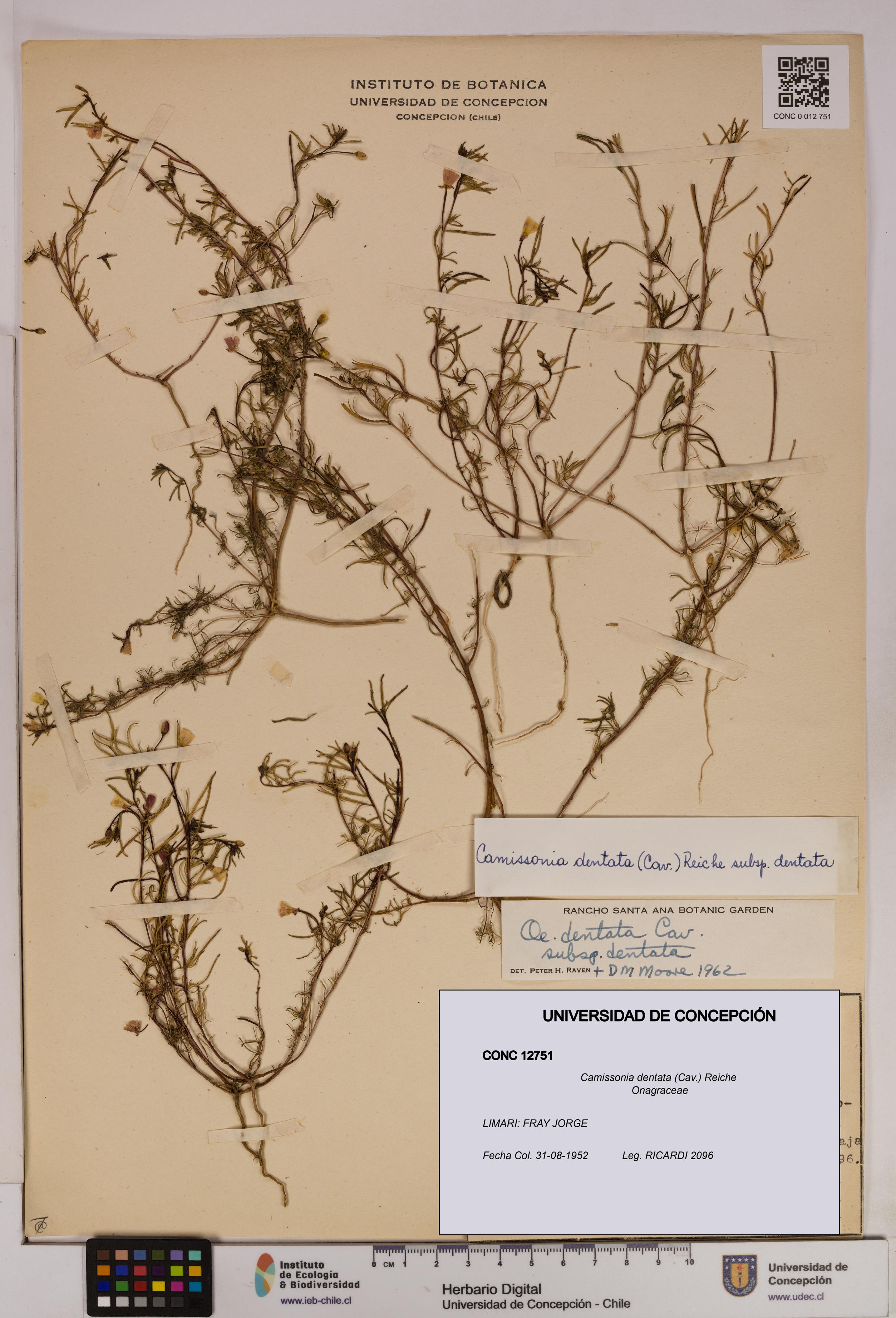 Camissonia dentata [Espécimen: UDEC:CONC:0012751]