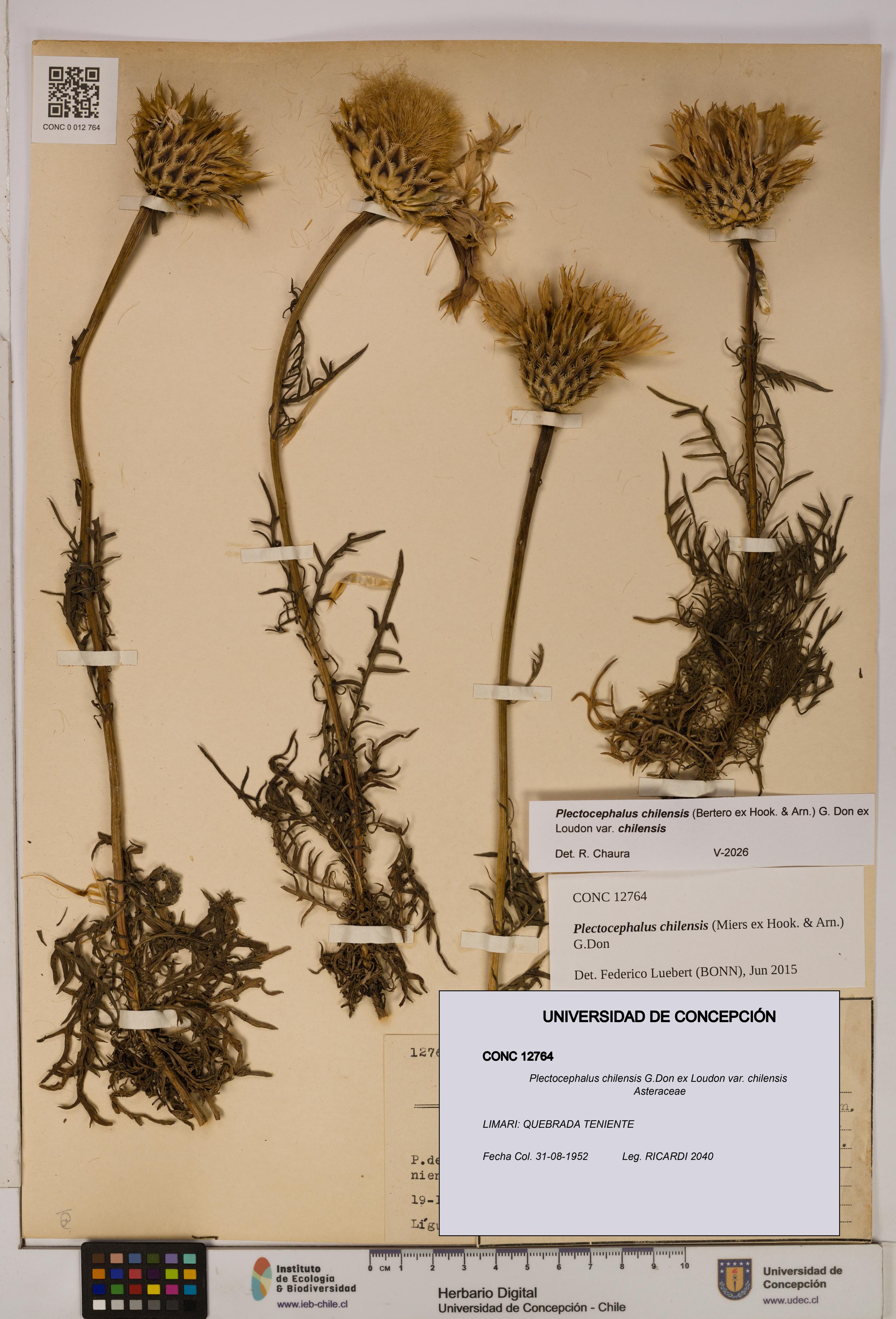 Plectocephalus chilensis [Espécimen: ]