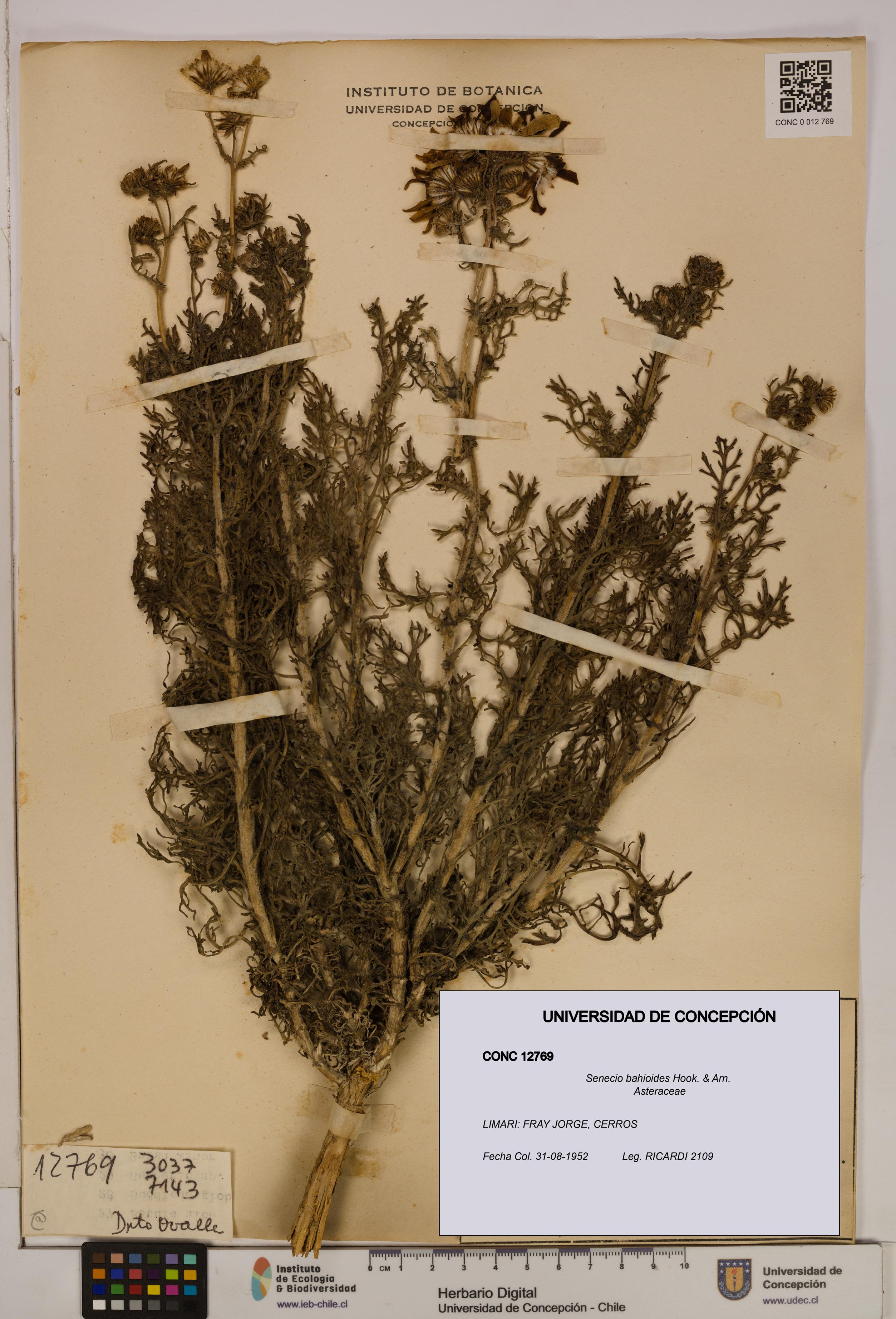 Senecio bahioides [Espécimen: UDEC:CONC:0012769]