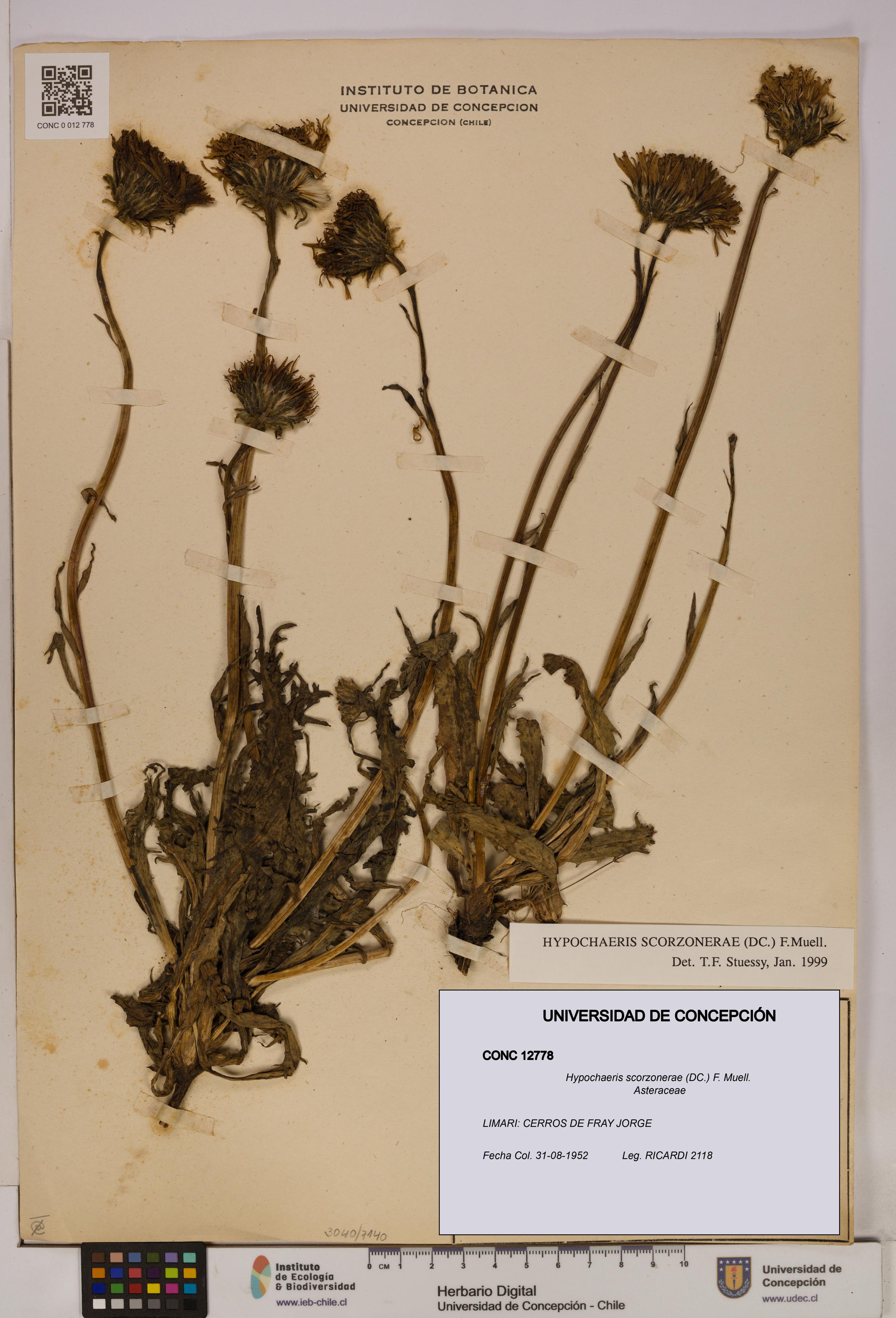 Hypochaeris scorzonerae [Espécimen: UDEC:CONC:0012778]