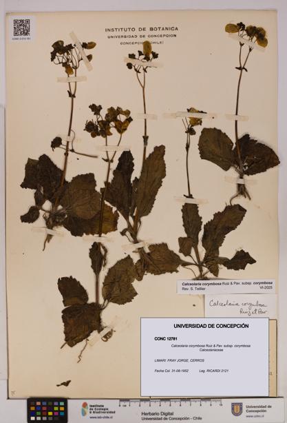 Calceolaria corymbosa [Espécimen: UDEC:CONC:0012781]