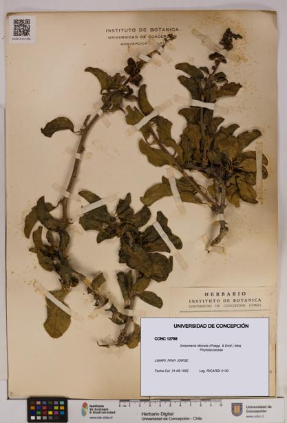 Anisomeria littoralis [Espécimen: UDEC:CONC:0012788]
