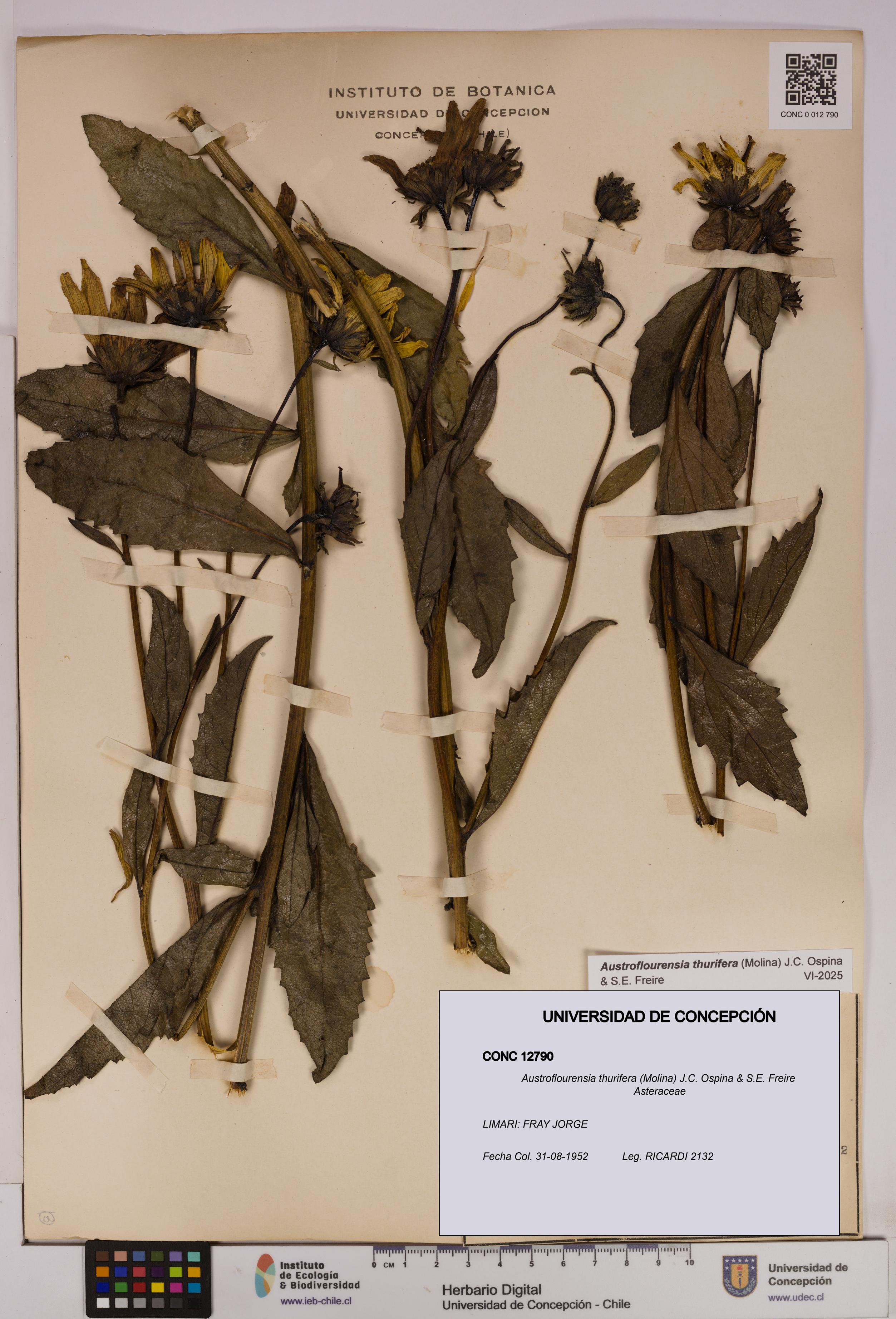 Austroflourensia thurifera [Espécimen: UDEC:CONC:0012790]
