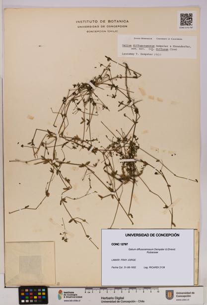 Galium diffusoramosum [Espécimen: UDEC:CONC:0012797]