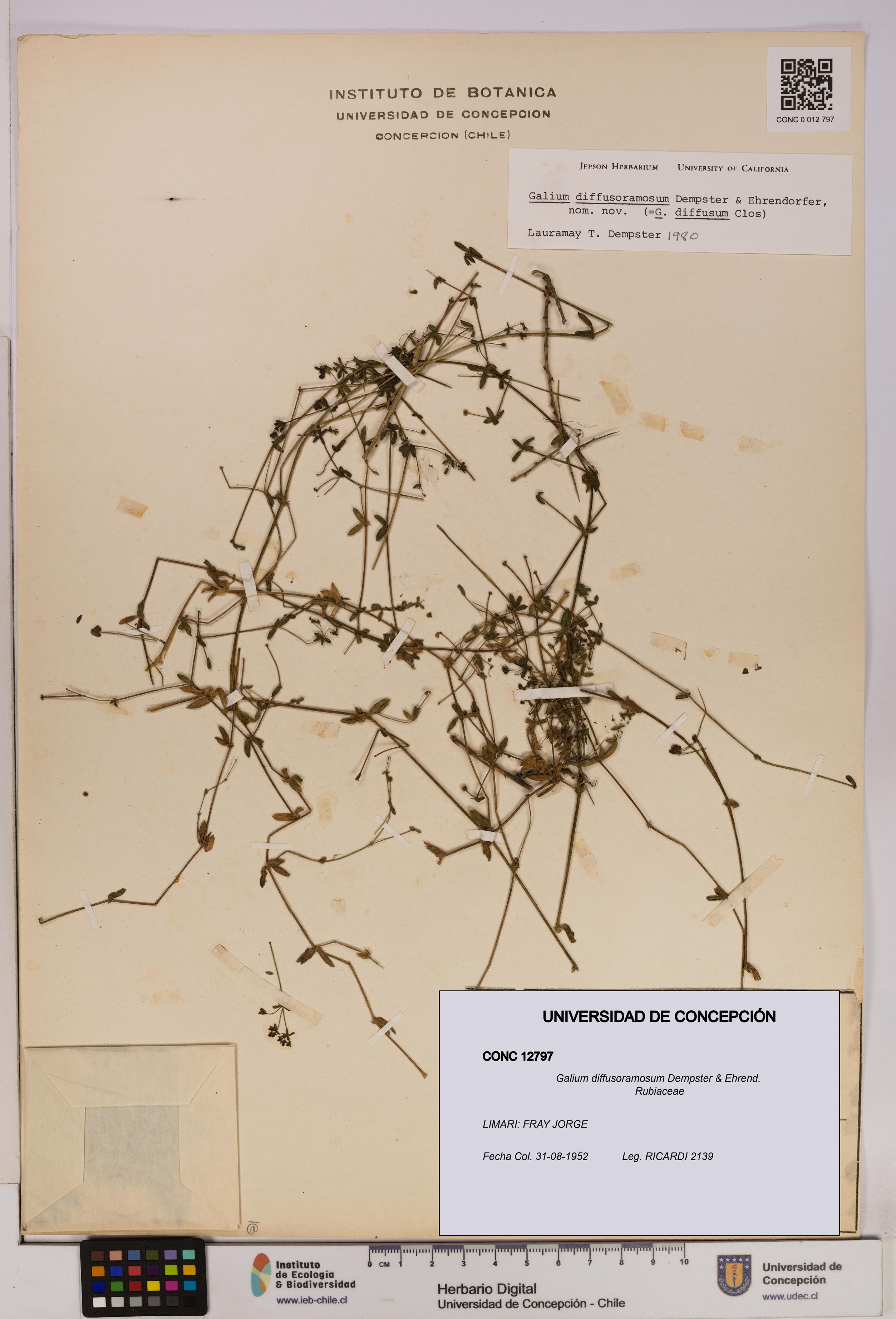 Galium diffusoramosum [Espécimen: UDEC:CONC:0012797]