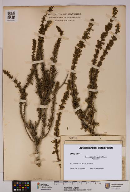 Ophryosporus triangularis [Espécimen: UDEC:CONC:0012814]