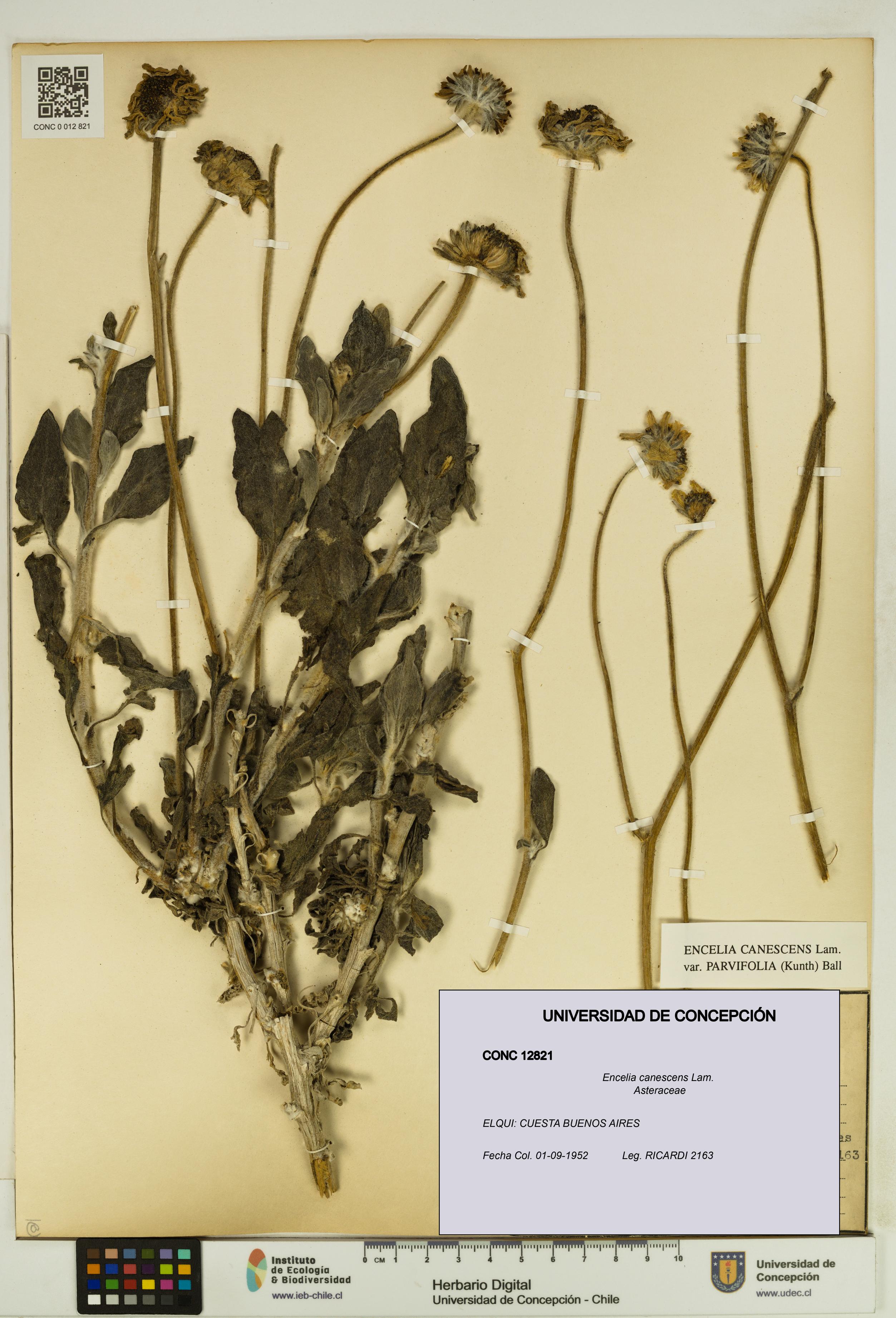 Encelia canescens [Espécimen: UDEC:CONC:0012821]