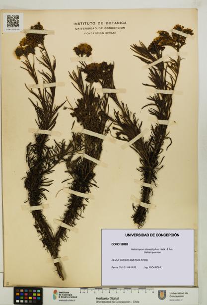 Heliotropium stenophyllum [Espécimen: UDEC:CONC:0012828]