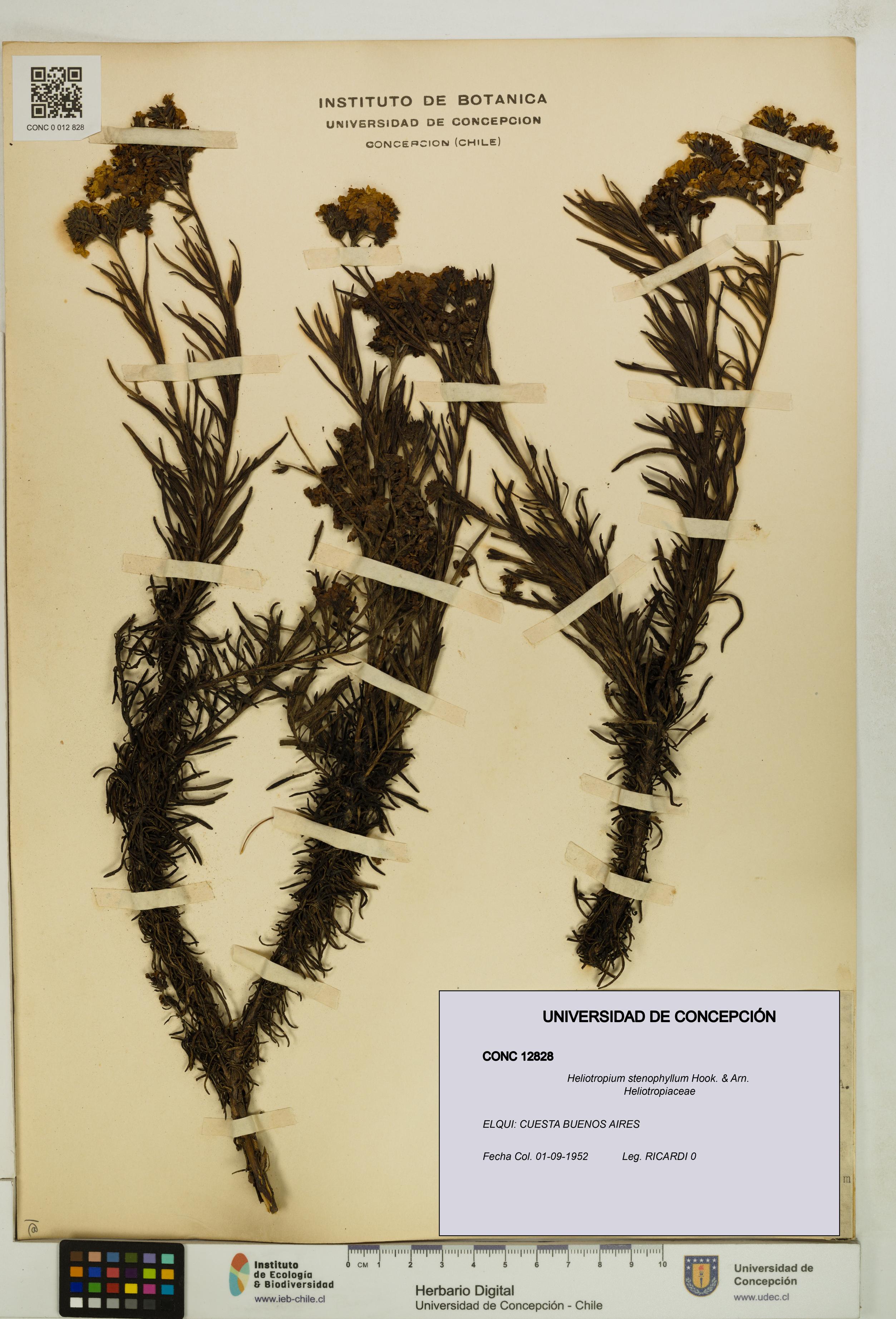 Heliotropium stenophyllum [Espécimen: UDEC:CONC:0012828]