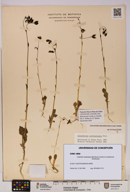 Cistanthe longiscapa [Espécimen: UDEC:CONC:0012832]