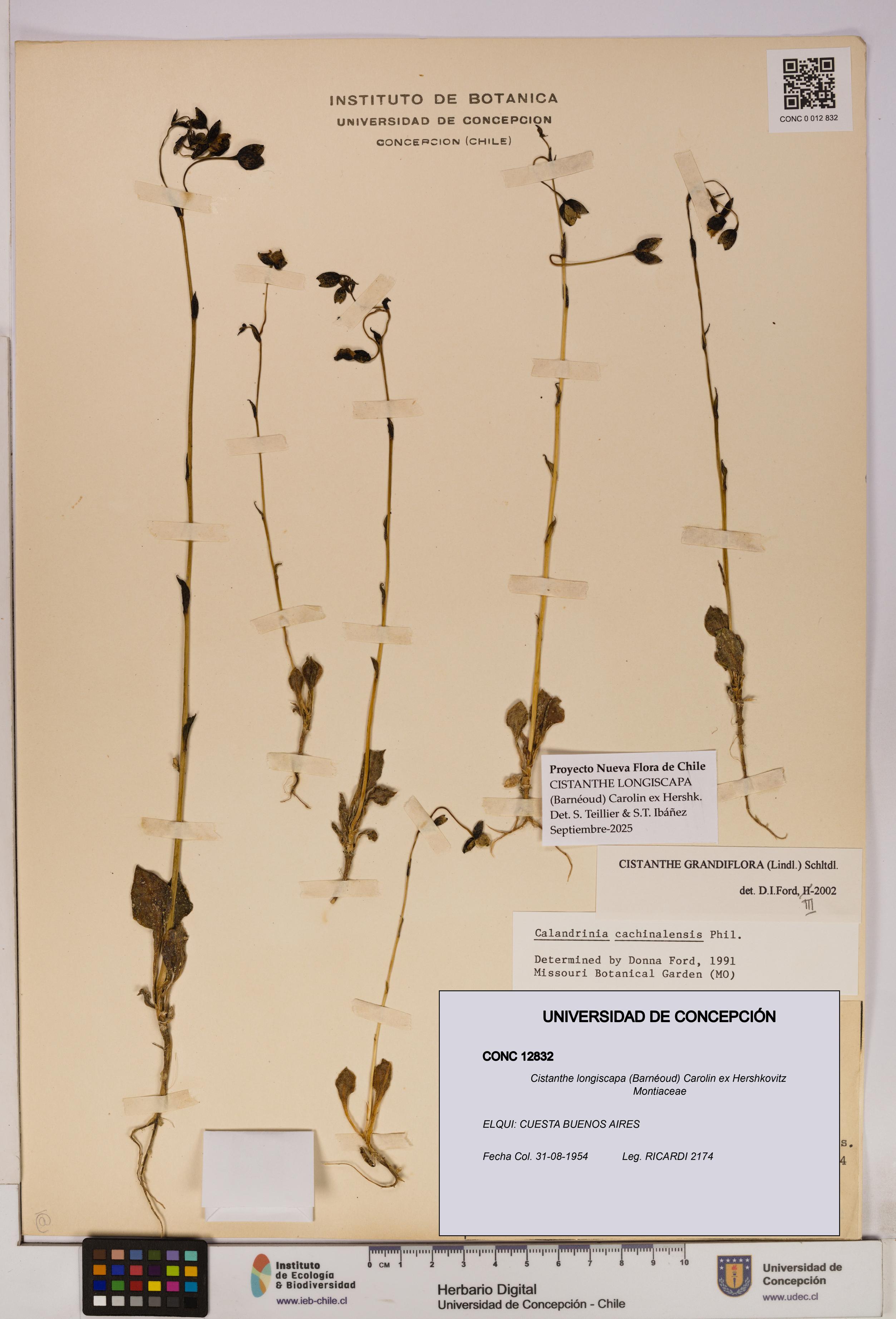 Cistanthe longiscapa [Espécimen: UDEC:CONC:0012832]