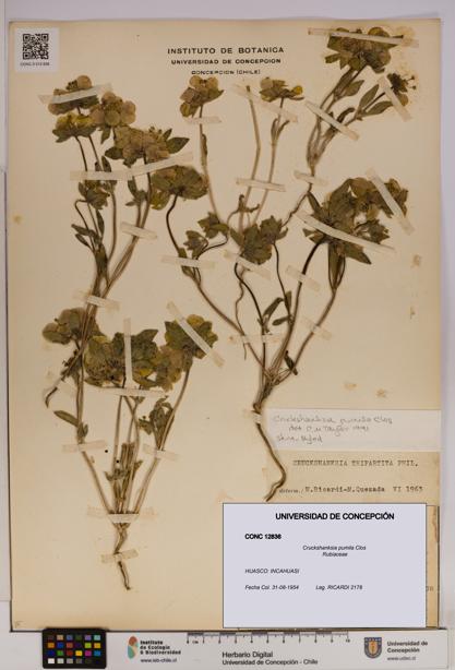 Cruckshanksia pumila [Espécimen: UDEC:CONC:0012836]