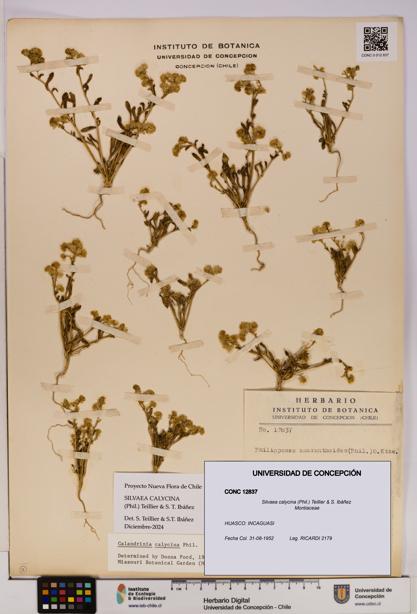 Silvaea calycina [Espécimen: UDEC:CONC:0012837]