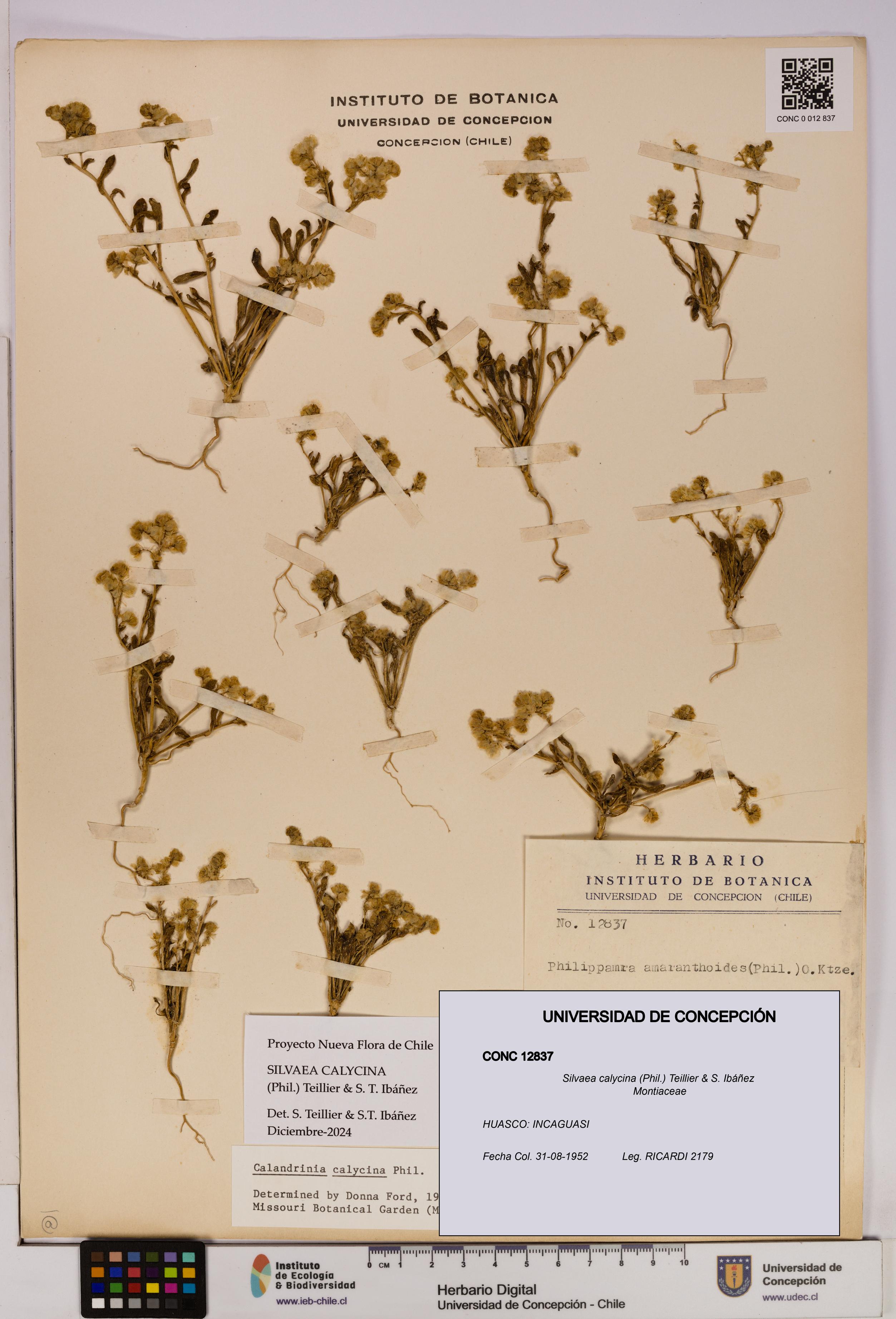 Silvaea calycina [Espécimen: UDEC:CONC:0012837]