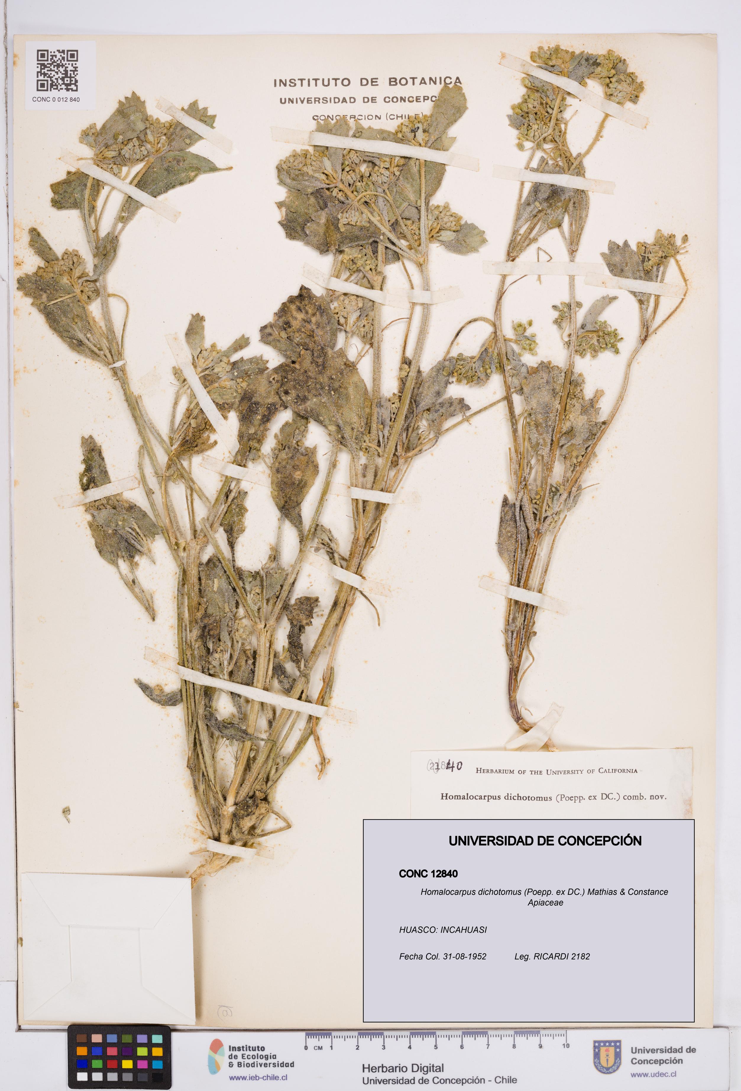 Homalocarpus dichotomus [Espécimen: ]
