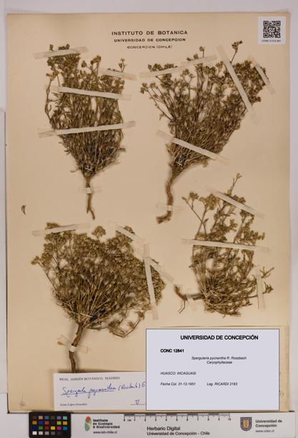 Spergularia pycnantha [Espécimen: UDEC:CONC:0012841]