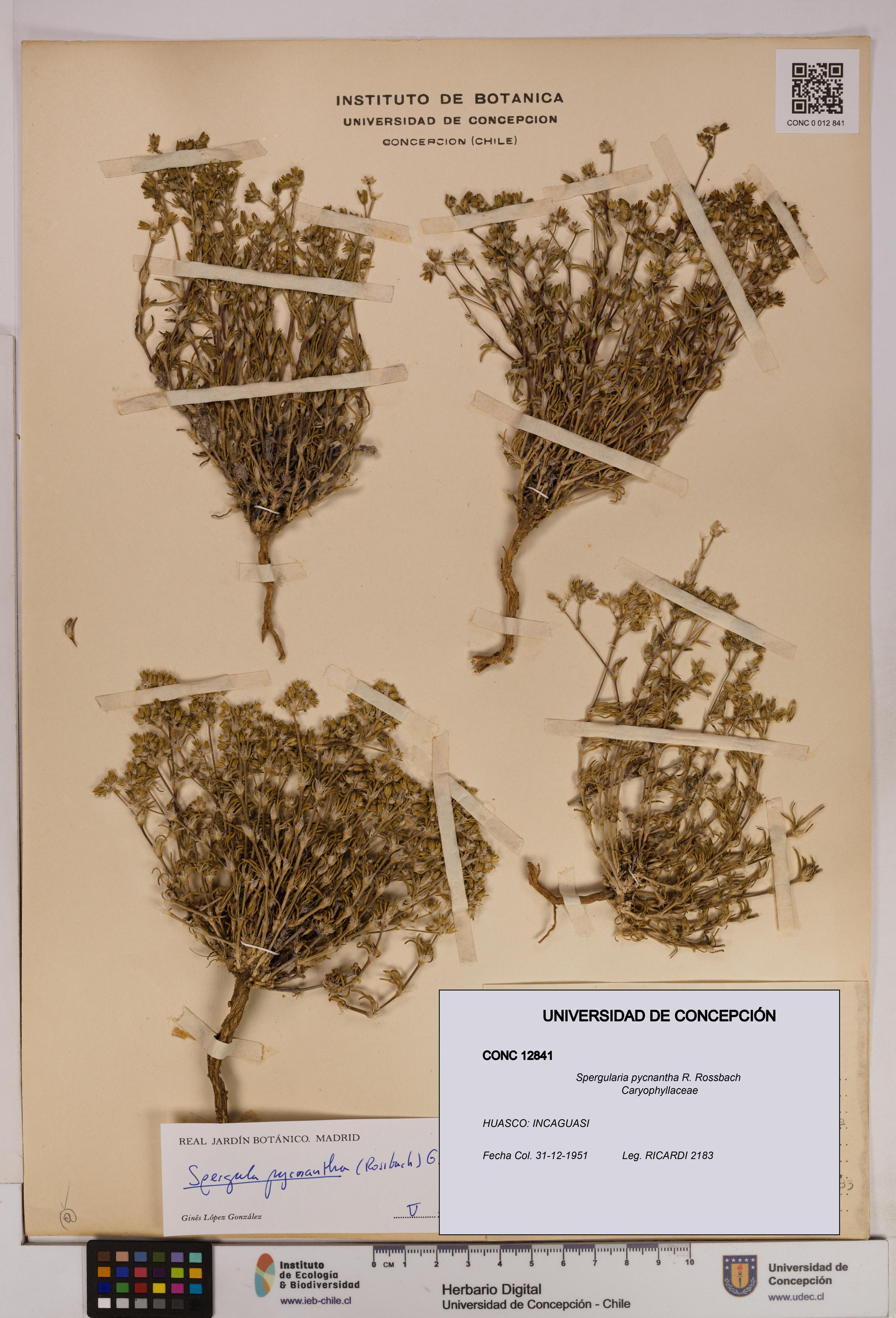 Spergularia pycnantha [Espécimen: UDEC:CONC:0012841]