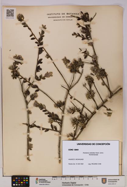 Krameria cistoidea [Espécimen: UDEC:CONC:0012843]