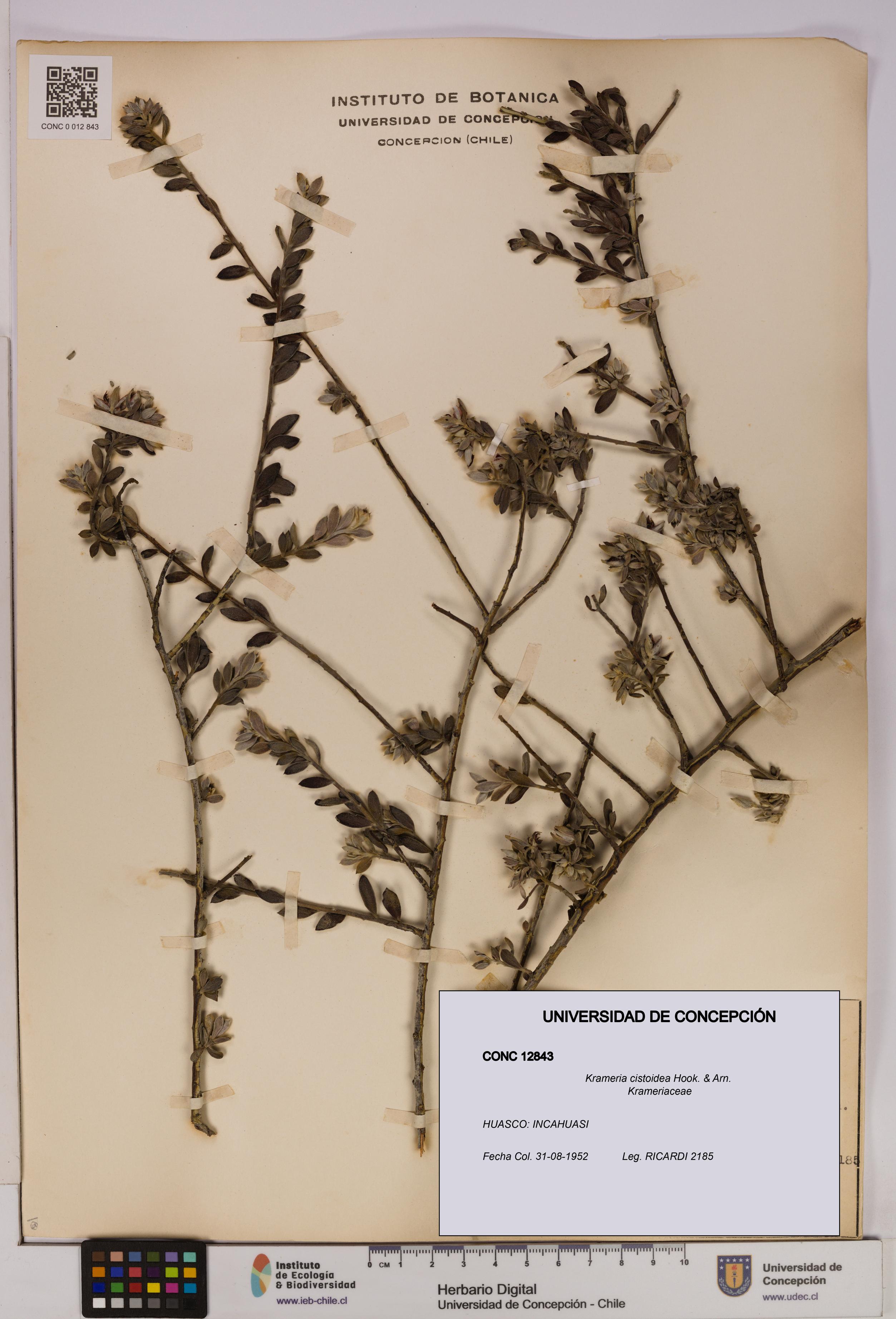 Krameria cistoidea [Espécimen: UDEC:CONC:0012843]