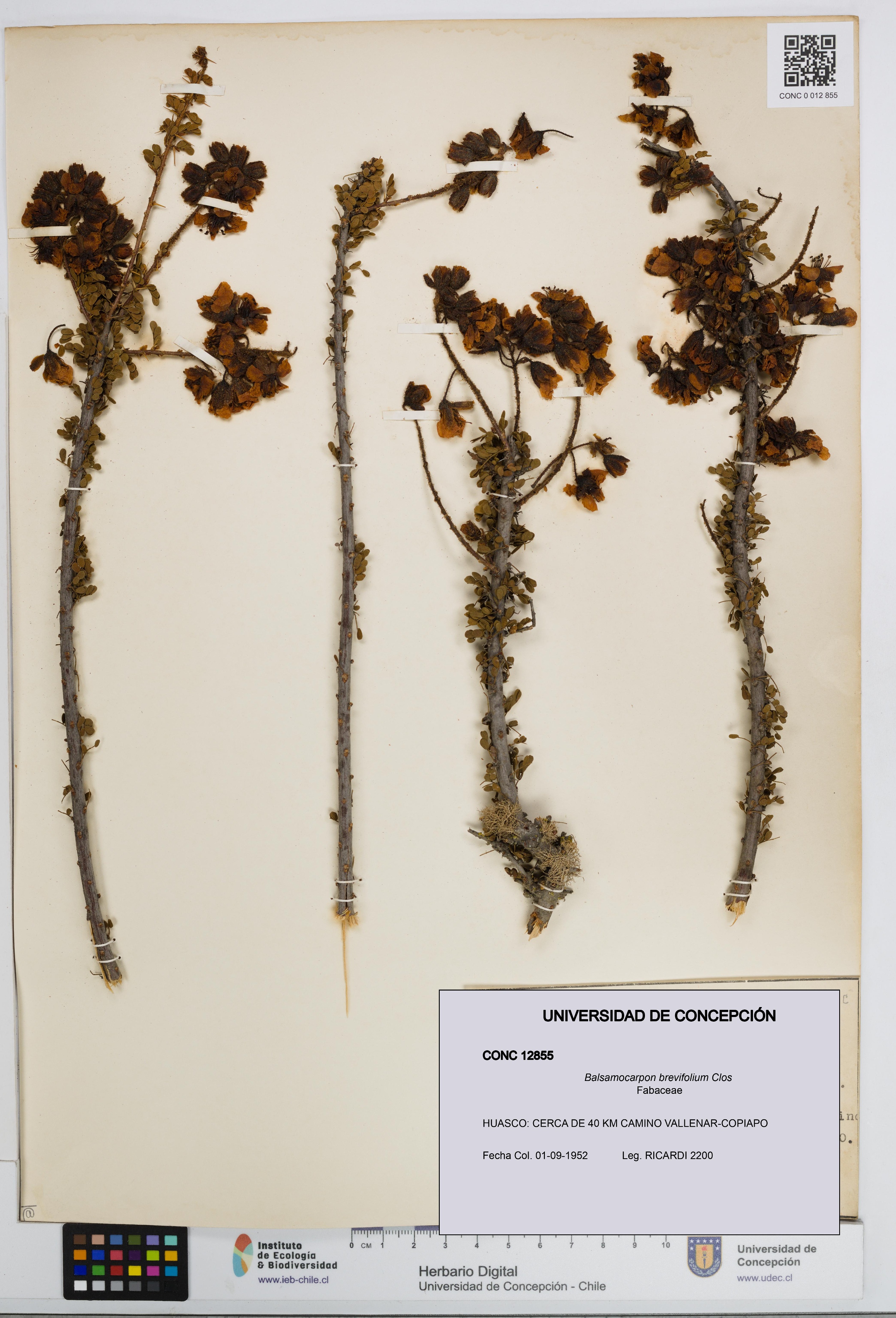 Balsamocarpon brevifolium [Espécimen: UDEC:CONC:0012855]