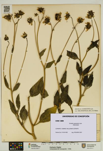 Encelia canescens [Espécimen: UDEC:CONC:0012856]