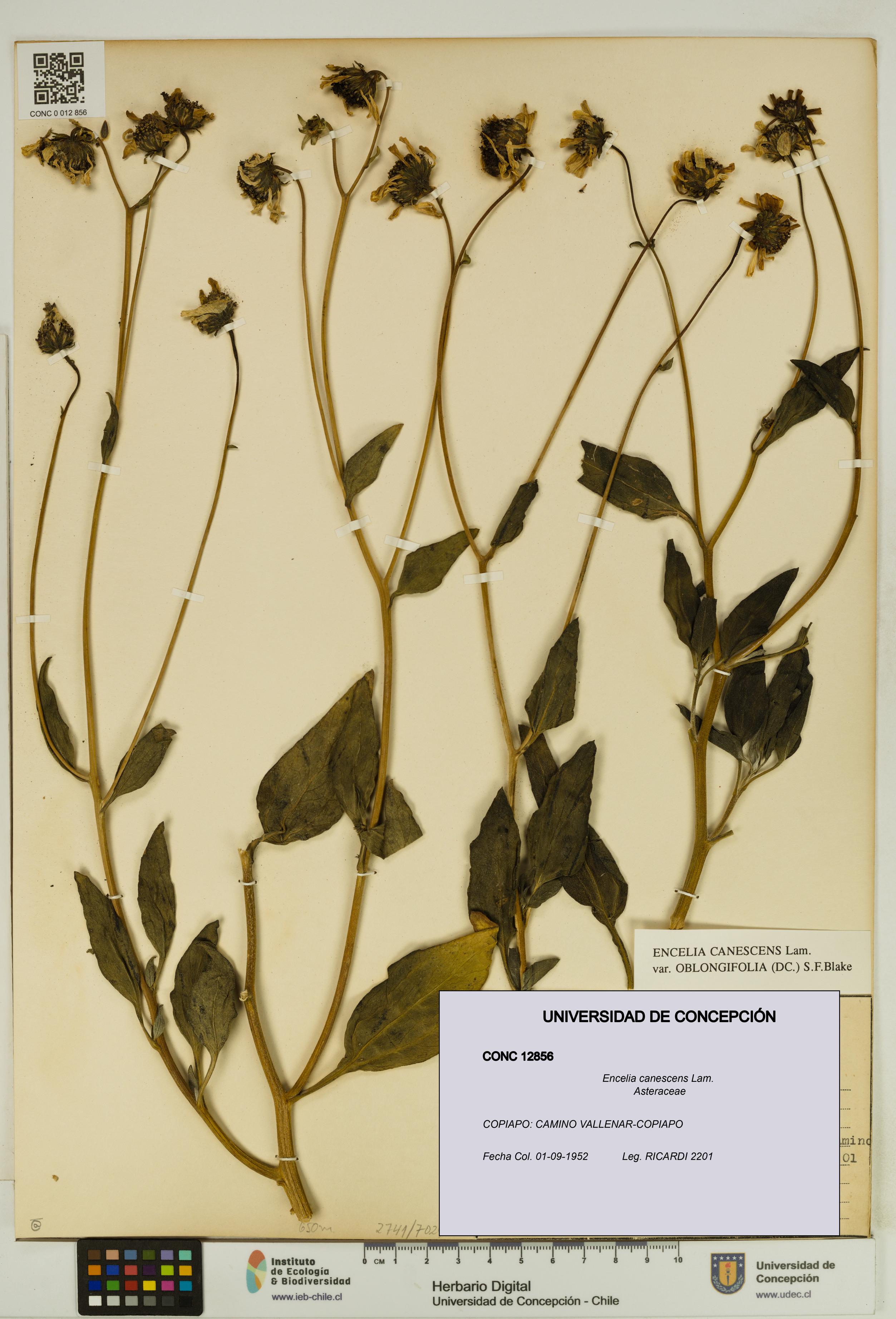 Encelia canescens [Espécimen: UDEC:CONC:0012856]