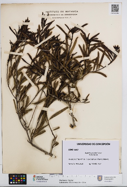 Skytanthus acutus [Espécimen: UDEC:CONC:0012857]