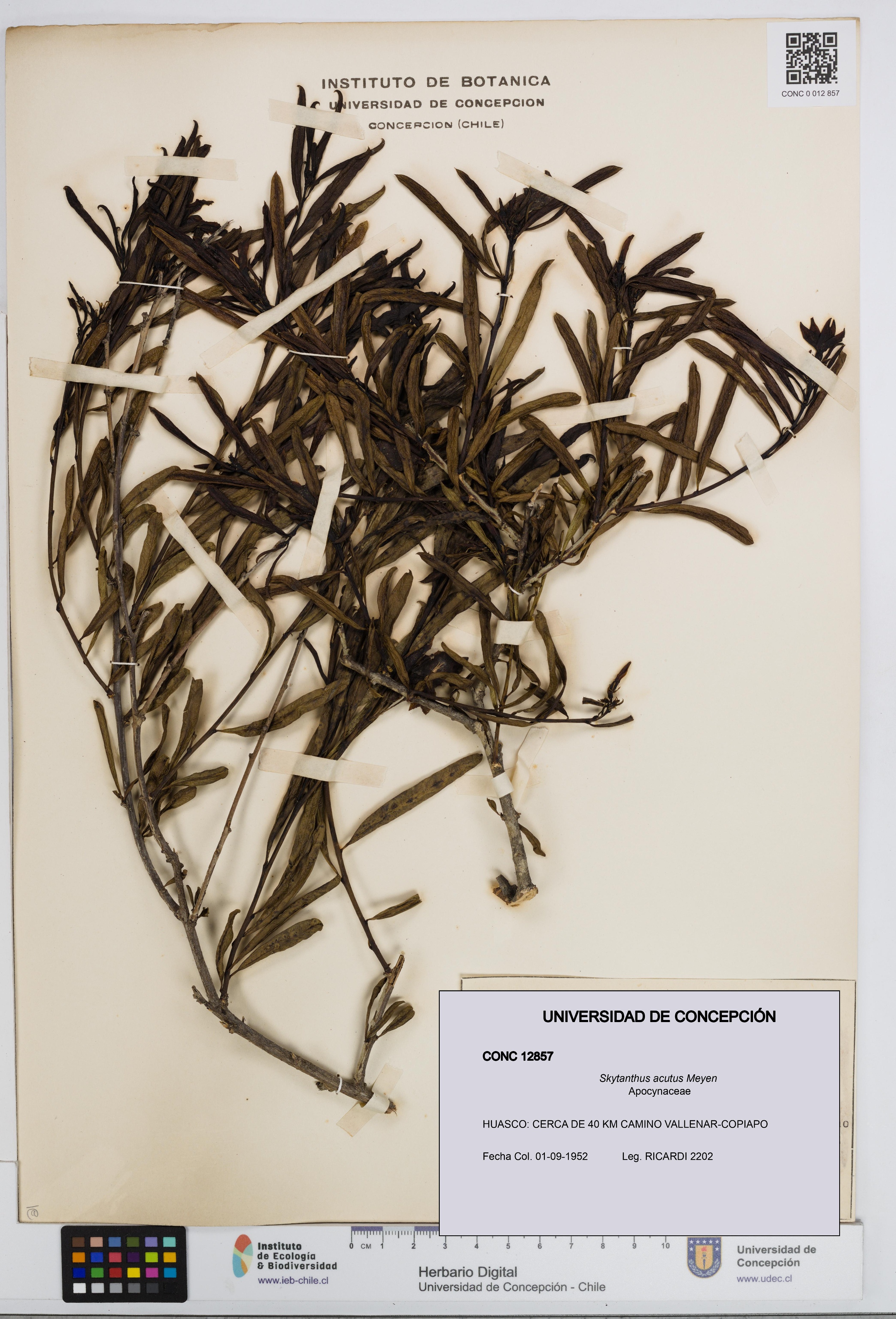 Skytanthus acutus [Espécimen: UDEC:CONC:0012857]