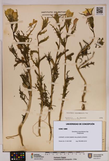 Oenothera coquimbensis [Espécimen: UDEC:CONC:0012865]