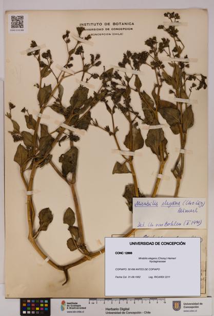Mirabilis elegans [Espécimen: UDEC:CONC:0012866]