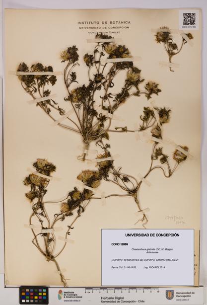 Chaetanthera glabrata [Espécimen: UDEC:CONC:0012869]