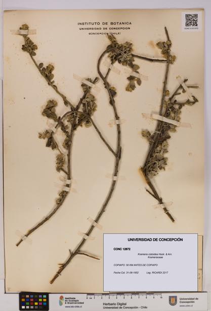 Krameria cistoidea [Espécimen: UDEC:CONC:0012872]