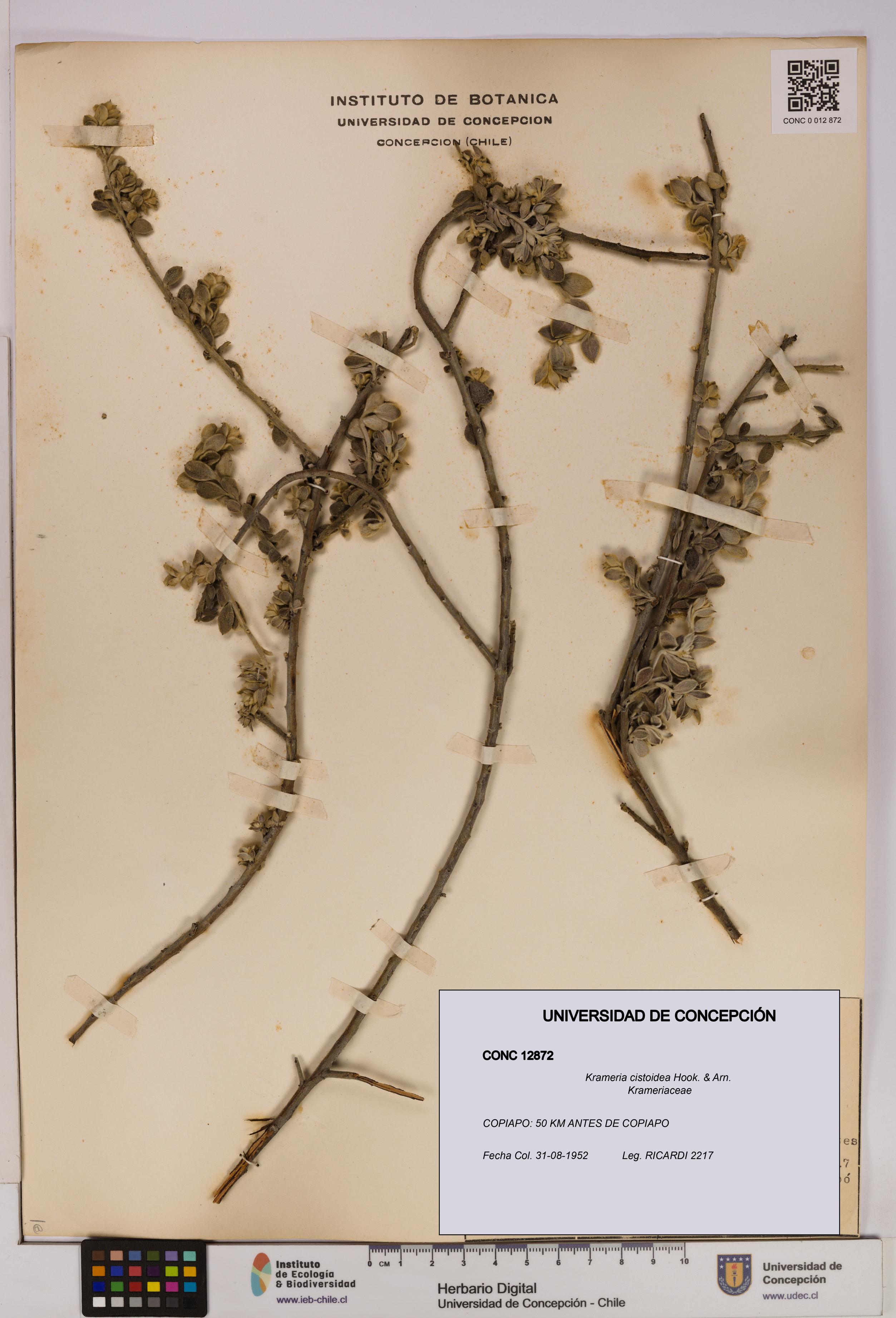 Krameria cistoidea [Espécimen: UDEC:CONC:0012872]