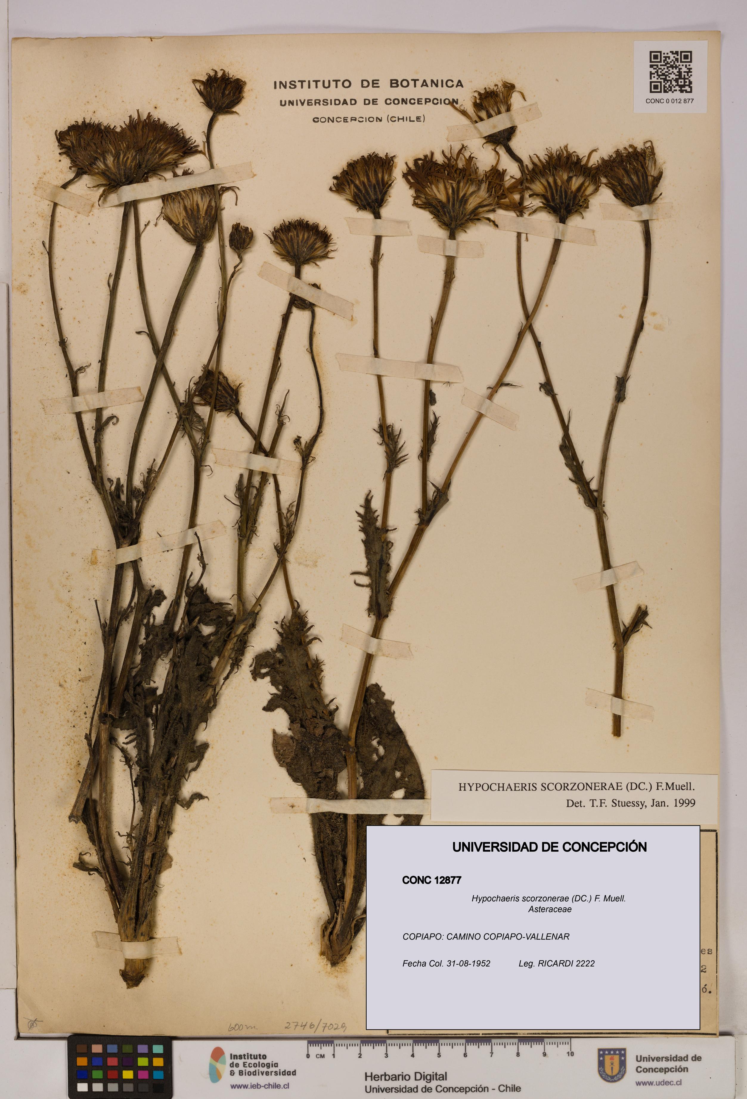 Hypochaeris scorzonerae [Espécimen: UDEC:CONC:0012877]
