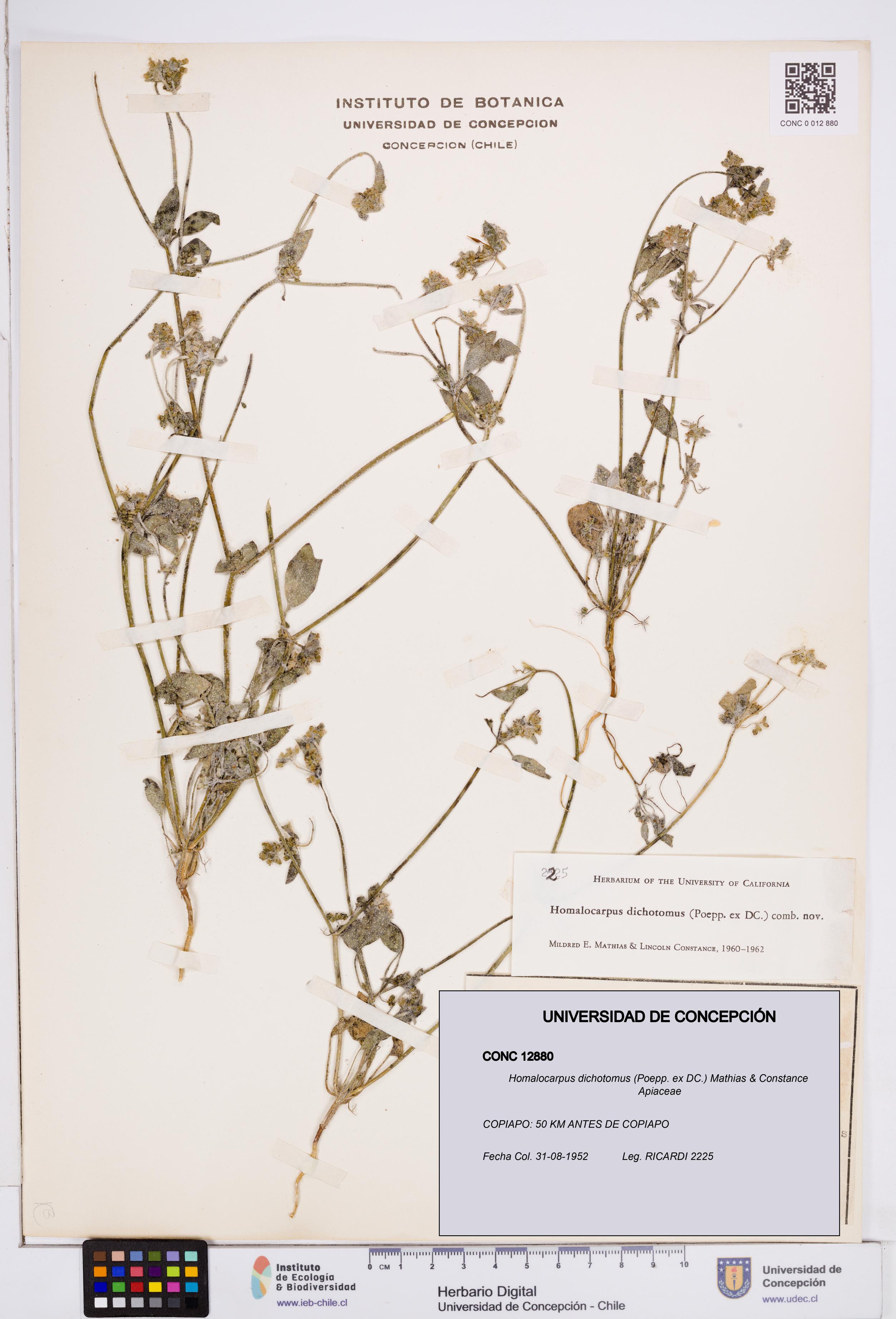 Homalocarpus dichotomus [Espécimen: ]