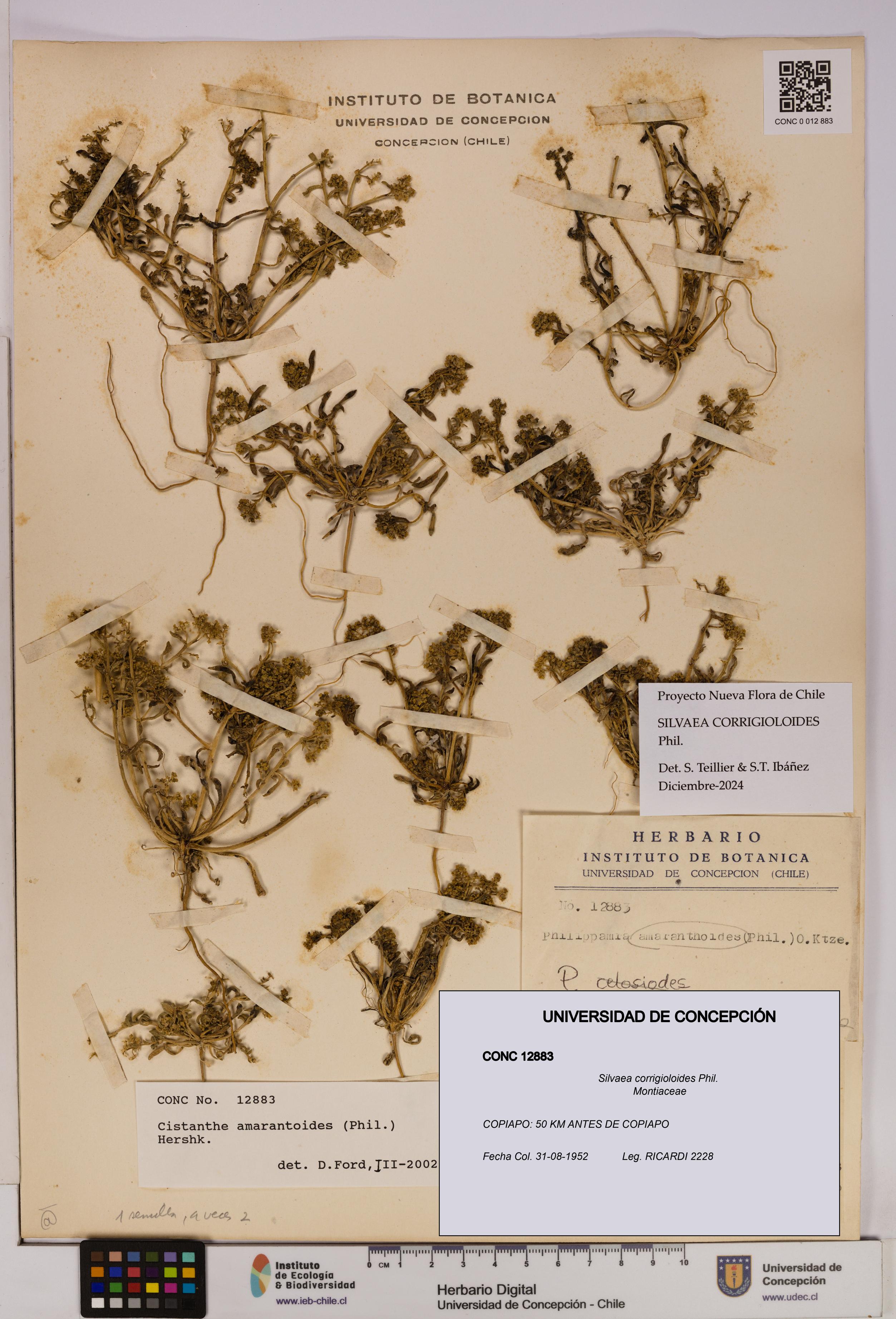 Silvaea corrigioloides [Espécimen: UDEC:CONC:0012883]